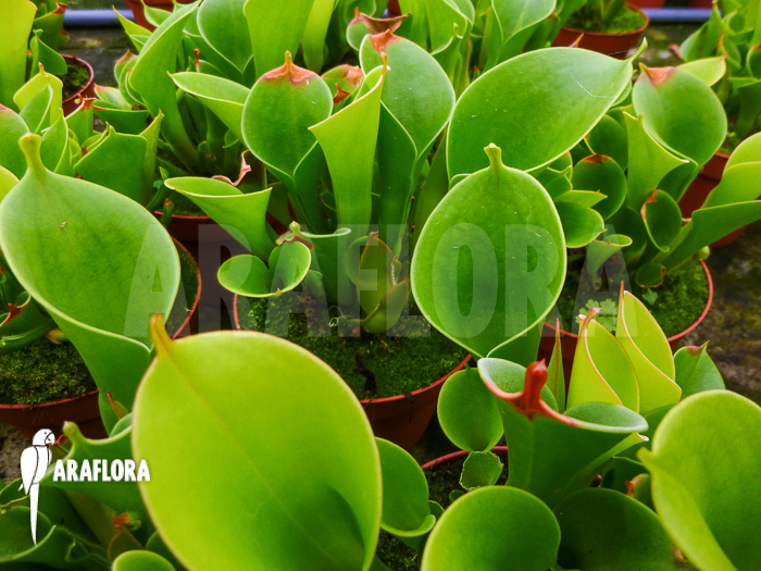Heliamphora x heterodoxa x minor ‚L‘