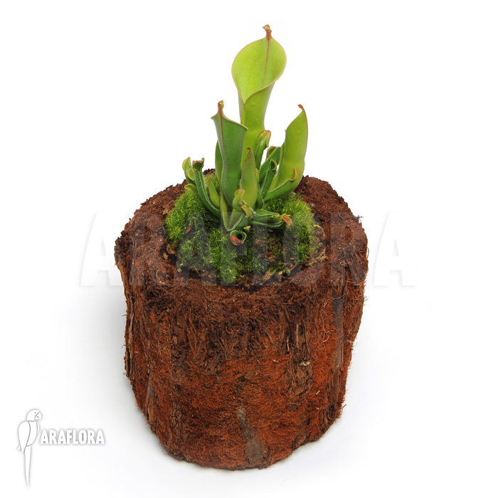 Heliamphora x heterodoxa x minor ‚M‘