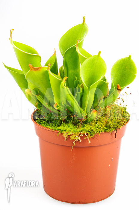 Heliamphora x heterodoxa x minor ‚M‘
