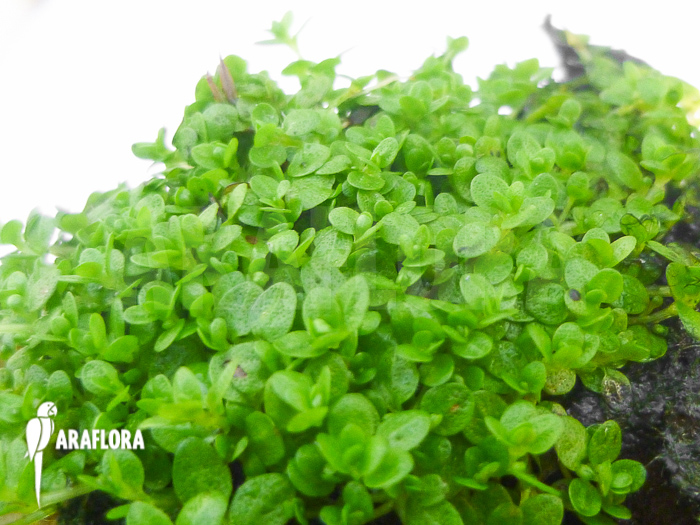 Hemianthus callitrichoides