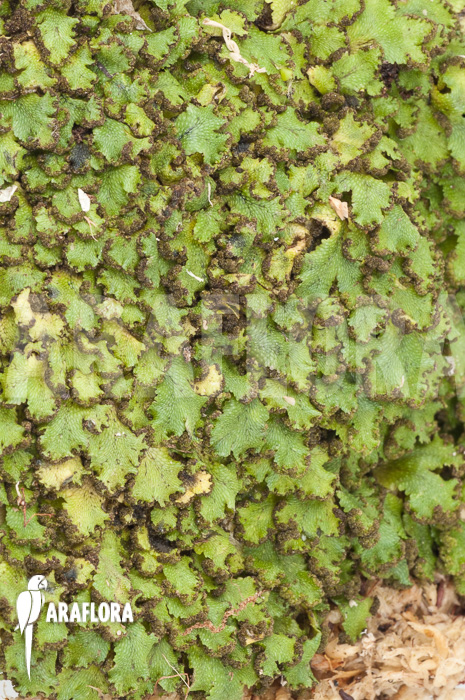 Hepatophyta moss America