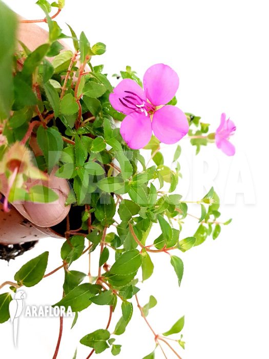 Heterocentron-elegans-Rose-5