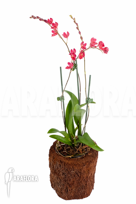 Howeara x Lava Burst