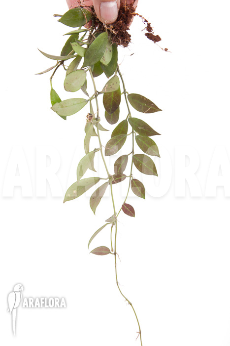 Hoya ‚Rebecca‘ ’starter‘