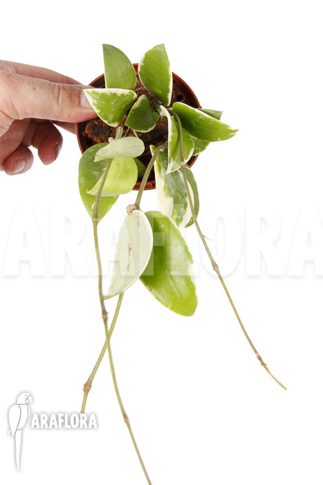 Hoya acuta albomarginata