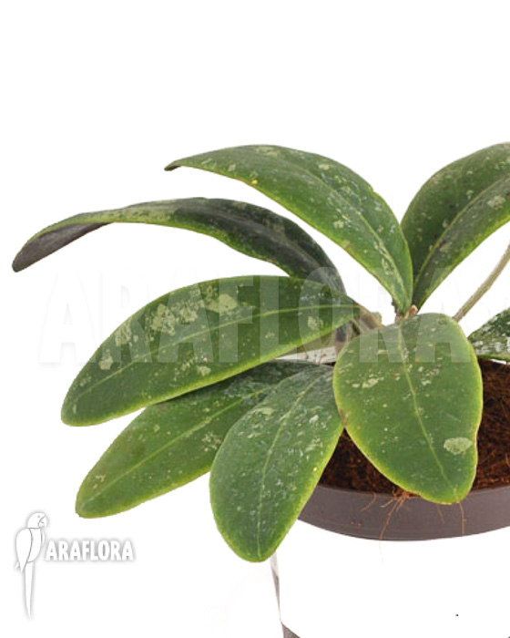 Hoya aff Rintzii Borneo H1 ‚leafcutting‘