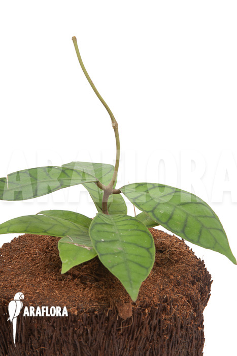 Hoya callistophylla ‚L‘