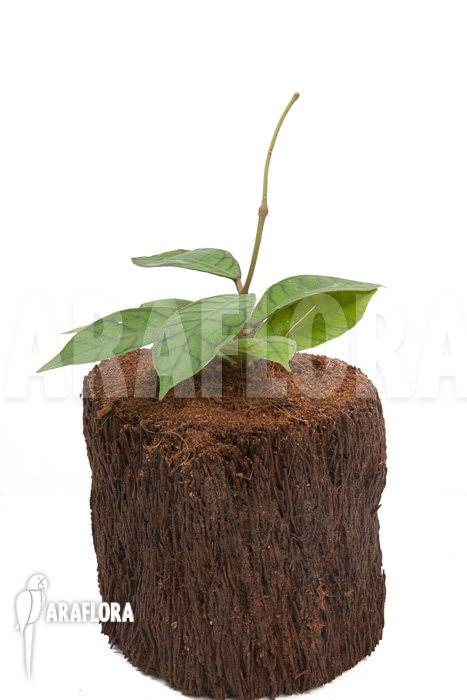 Hoya callistophylla ‚L‘