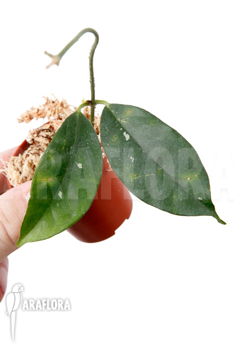 Hoya campanulata ‚S‘