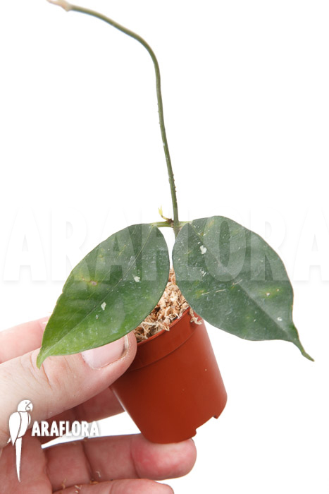 Hoya campanulata ‚S‘