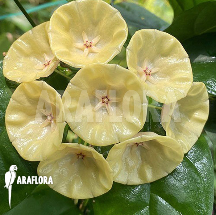Hoya campanulata ‚S‘ flower