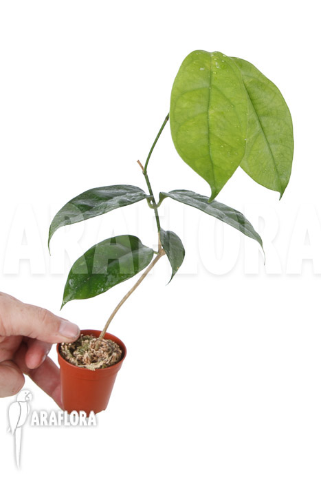 Hoya campanulata ‚Yellow‘