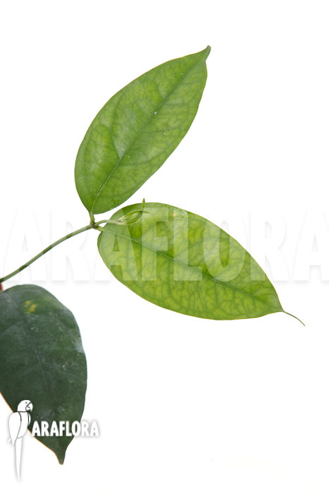 Hoya campanulata ‚Yellow‘