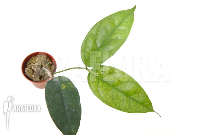 Hoya campanulata ‚Yellow‘