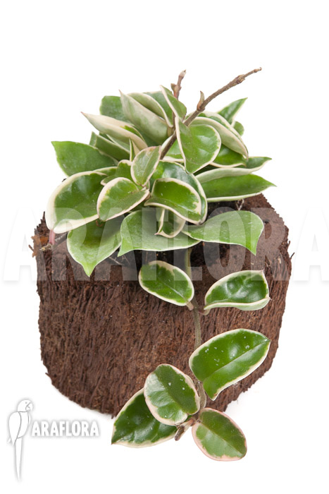 Hoya carnosa Krimson queen