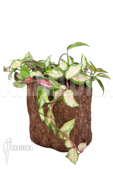 Hoya carnosa tricolor