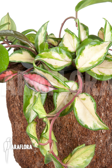 Hoya carnosa tricolor