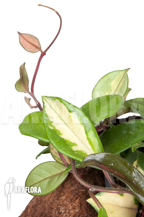Hoya carnosa tricolor
