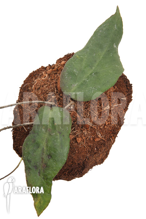 Hoya caudata (big leaf) ‚leafcutting‘