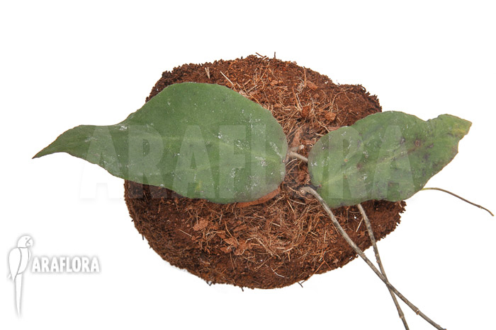 Hoya caudata (big leaf) ‚leafcutting‘