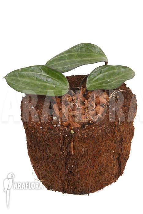 Hoya clandestina ‚leafcutting‘