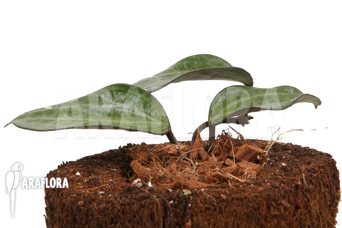 Hoya clandestina ‚leafcutting‘