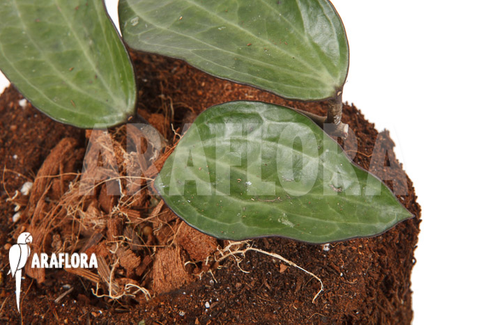 Hoya clandestina ‚leafcutting‘