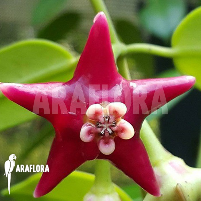 Hoya coronaria ‚Red‘ flower