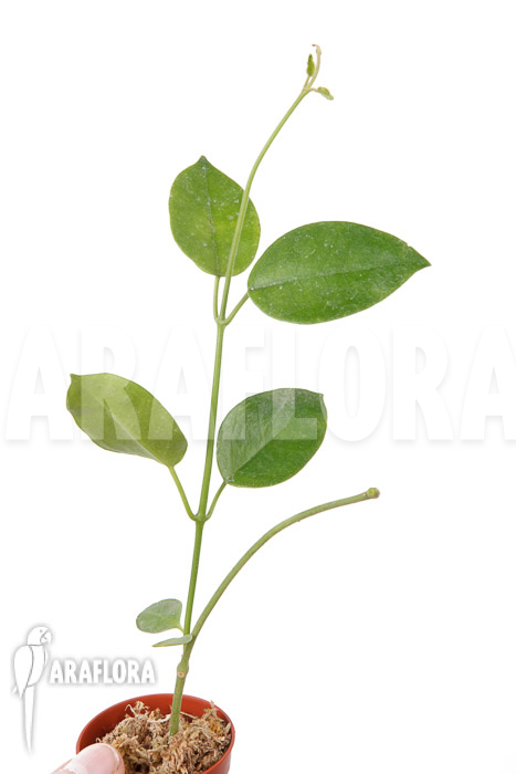 Hoya coronaria ‚Red‘ ‚S‘