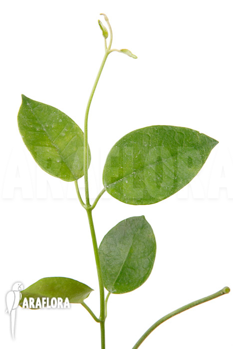Hoya coronaria ‚Red‘ ‚S‘
