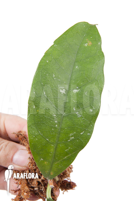 Hoya danumensis ‚Kipandi‘ cutting