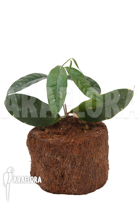 Hoya danumensis ‚L‘