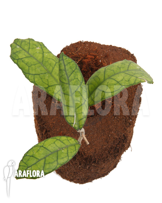 Hoya finlaysonii Rp099