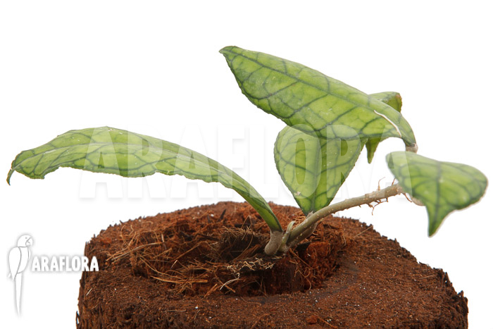 Hoya finlaysonii Rp099