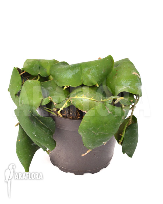 Hoya imbricata Green ‚leafcutting‘