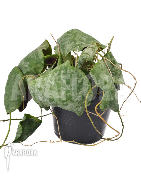 Hoya imbricata Maxima ‚leafcutting‘