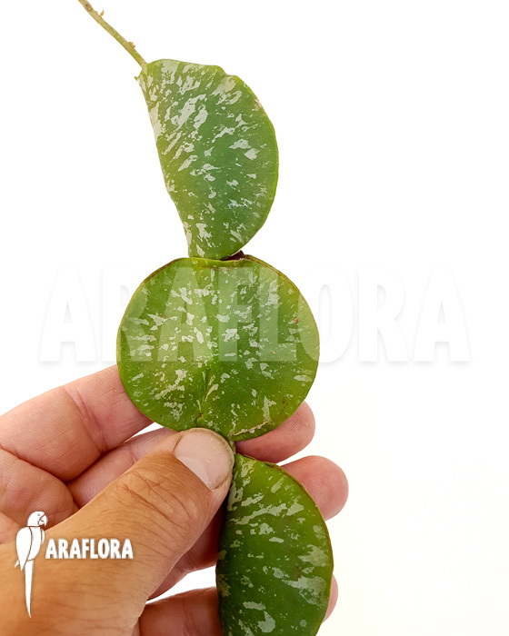 Hoya imbricata Maxima ’starter‘