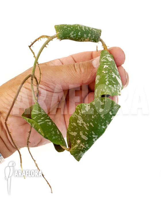 Hoya imbricata Maxima ’starter‘