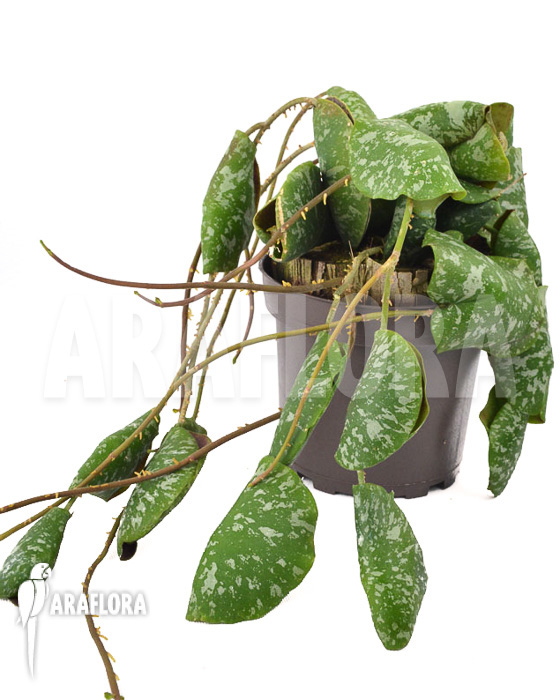 Hoya imbricata  ‚leafcutting‘