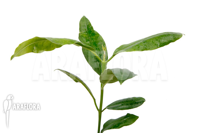 Hoya imperalis ‚Red‘