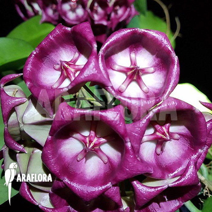 Hoya kaimuki ‚Red‘