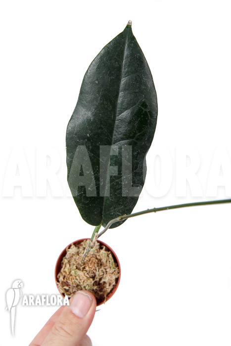 Hoya kaimuki ‚Red‘