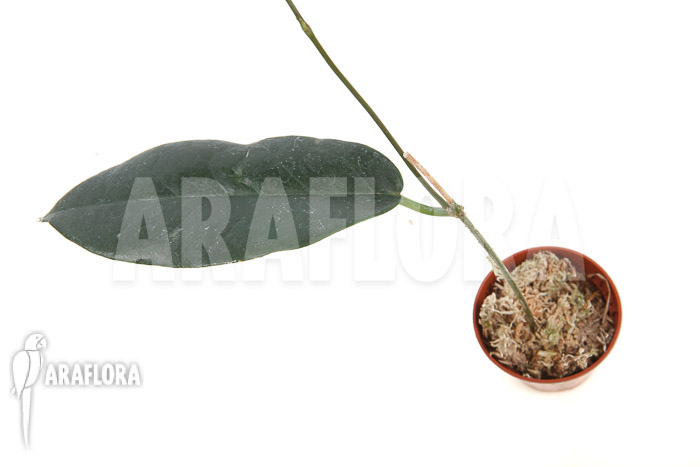 Hoya kaimuki ‚Red‘