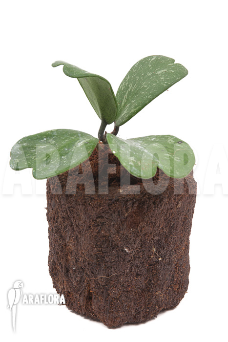 Hoya kerrii ‚Splash‘