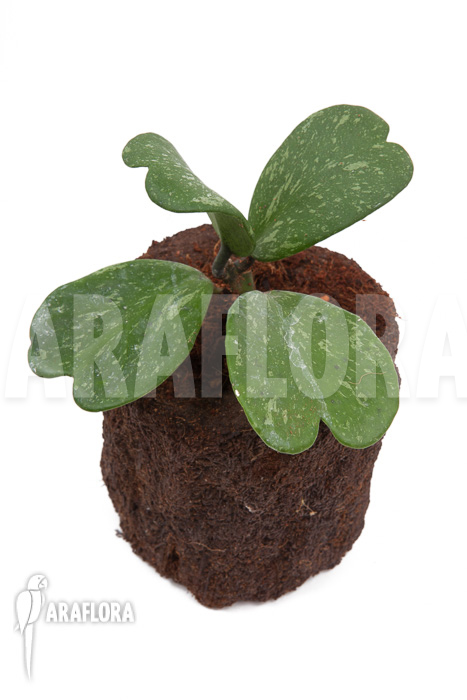 Hoya kerrii ‚Splash‘