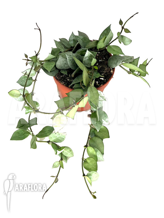 Hoya krohniana ‚eskimo‘