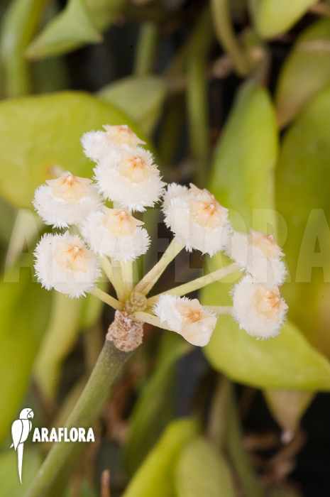 Hoya lacunosa