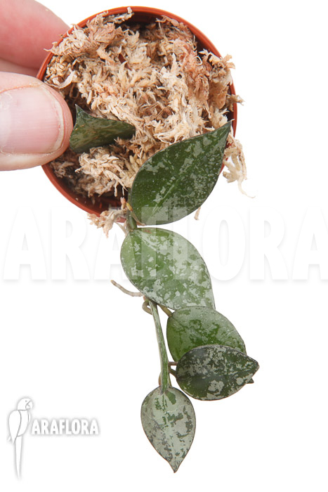 Hoya lacunosa ‚Silver leaves‘