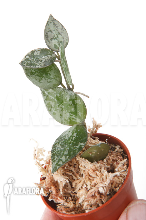 Hoya lacunosa ‚Silver leaves‘