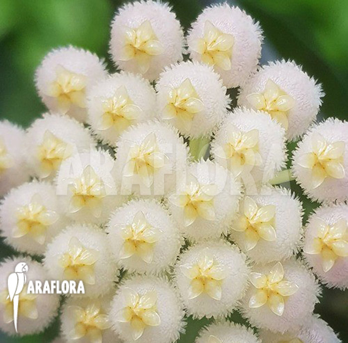 Hoya lacunosa ‚Silver leaves‘